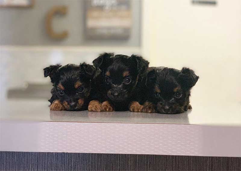 Carousel Slide 4: Learn more about puppy exams.