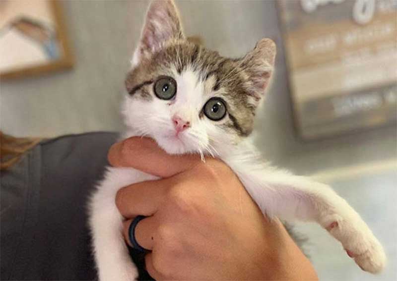 Carousel Slide 6: Learn more about caring for your kitten.