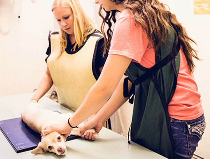 Pet Digital Radiology