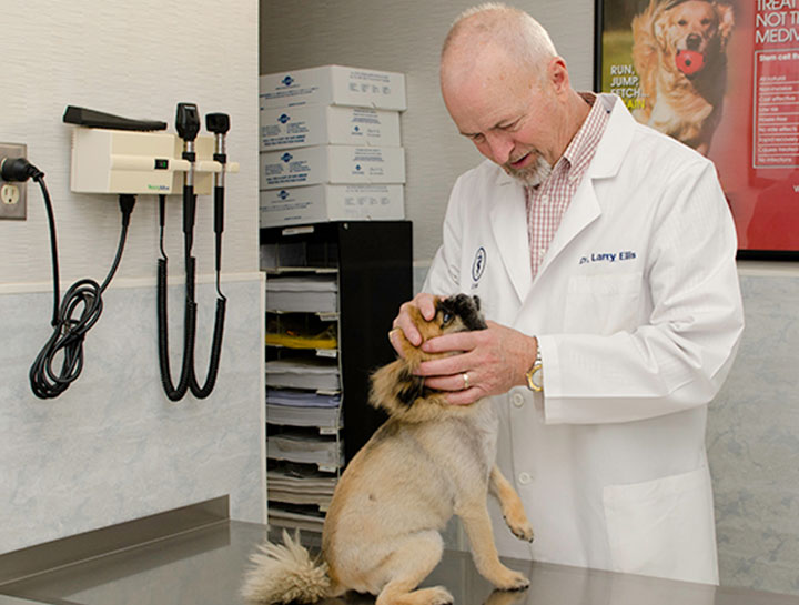 Preventive Care for Dogs